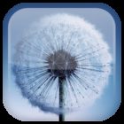 Dandelion Live Wallpaper