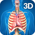 Respiratory System Anatomy