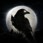 Night Crows