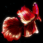 Betta 120hz