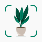 Plantify Ai Plant Identifier